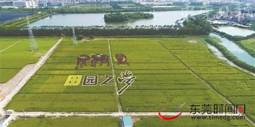  菲尔特主场草皮质量问题，官方承诺限期整改  